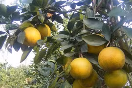 Cam Xã Đoài 70.000 đồng một quả mà không đủ bán