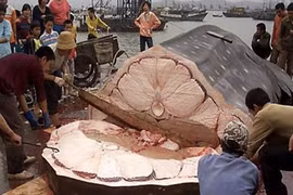 Tận mục quy trình mổ cá mập lấy vây làm hàng hiệu