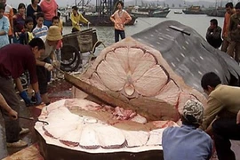 Tận mục quy trình mổ cá mập lấy vây làm hàng hiệu