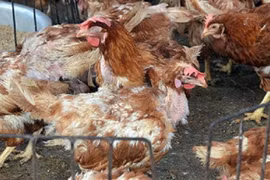 Vạch trần chiêu biến gà lúc nhúc giòi bọ thành gà vàng óng