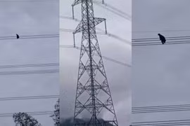 Nóng: Thanh niên ngáo đá trèo dây điện cao tít mít 