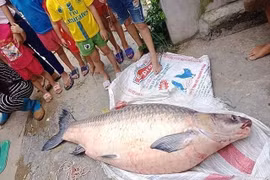 Cận cảnh những lần người dân bắt được cá khủng như "quái vật"