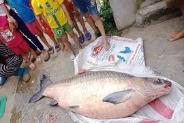 Cận cảnh những lần người dân bắt được cá khủng như "quái vật"