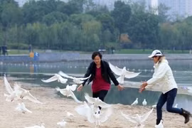 Bức xúc cảnh dân tranh nhau bắt chim bồ câu làm thịt