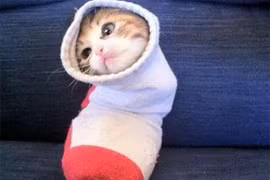 Loạt ảnh những chú mèo “uốn dẻo” tài ba