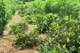 Nghệ An: Hàng trăm gốc chanh đến kỳ thu hoạch bị kẻ xấu chặt phá