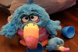 Bất ngờ ý nghĩa may mắn của loài chim cú ăn đêm