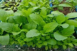 Bật mí cách trồng rau trong thùng xốp lên ầm ầm