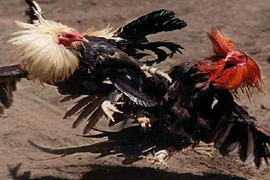 Đây là trận chọi gà hay nhất từ xưa tới nay