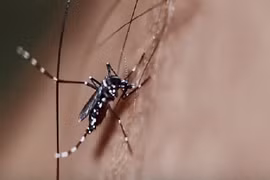 Phát minh công cụ độc đáo giúp thu hút và giết muỗi