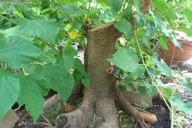 Video: Nếu trước cửa nhà có cây này, hãy chặt ngay còn kịp