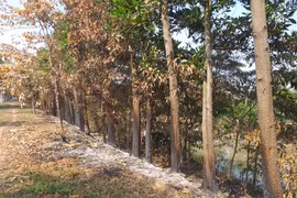 Đốt cỏ rác, hại chết cây xanh!