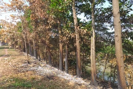 Đốt cỏ rác, hại chết cây xanh!