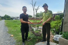 Kỳ đà vân người dân bắt được ở TP HCM là loài nằm trong Sách Đỏ