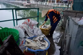 “Sinh vật ngoại lai” có thể cũng là nguyên nhân gây cá chết tại Hồ Tây?