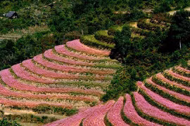 Bắc Bộ và Thanh Hóa trời rét, ngày nắng