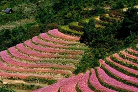 Bắc Bộ và Thanh Hóa trời rét, ngày nắng