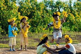 Lãng đãng mùa hoa dã quỳ trên cao nguyên Mộc Châu