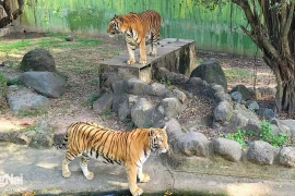 Hổ chết hàng loạt tại Khu du lịch Vườn Xoài: Lấy mẫu kiểm tra nguyên nhân