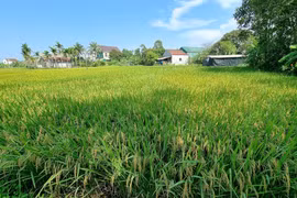 Đấu giá loạt bất động sản của Ngân hàng SHB tại TP Cần Thơ