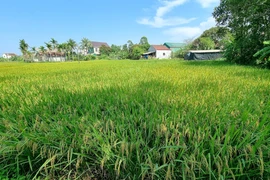 Đấu giá loạt bất động sản của Ngân hàng SHB tại TP Cần Thơ