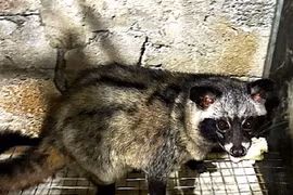 Nuôi con “ngày ngủ đêm thức” tỏa mùi hương bán 12 triệu/cặp giống