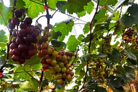  Bất ngờ khi trồng thử nho hạ đen đạt trái to nặng trĩu cành