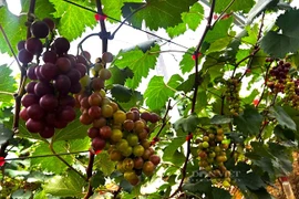  Bất ngờ khi trồng thử nho hạ đen đạt trái to nặng trĩu cành