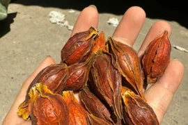 Loại quả mọc dại bất ngờ được bán với giá 300 nghìn đồng/kg