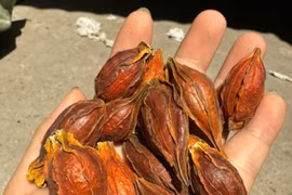 Loại quả mọc dại bất ngờ được bán với giá 300 nghìn đồng/kg