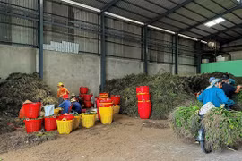 Giá cau tươi tăng kỷ lục, nông dân thu hàng tỷ đồng mỗi vụ