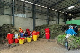 Giá cau tươi tăng kỷ lục, nông dân thu hàng tỷ đồng mỗi vụ