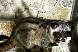 Nuôi con “ngày ngủ đêm thức” tỏa mùi hương bán 12 triệu/cặp giống