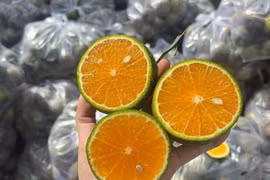 Giá cam xuống thấp chưa từng có khiến nhà vườn xót xa ôm lỗ