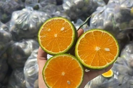 Giá cam xuống thấp chưa từng có khiến nhà vườn xót xa ôm lỗ