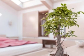 Phong thủy: Đặt cây cảnh trong nhà thế này, tiền trôi vào túi