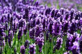 Huyền bí "bùa yêu" khiến nữ hoàng Cleopatra mê mẩn 