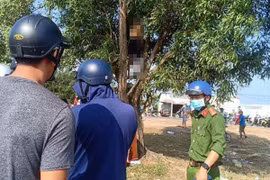Thi thể trên cây bạch đàn ở Phú Quốc 