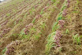 Hành tím của tỉnh Sóc Trăng được trao quyền sử dụng chỉ dẫn địa lý