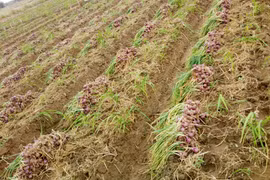 Hành tím của tỉnh Sóc Trăng được trao quyền sử dụng chỉ dẫn địa lý