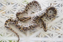 Kỳ lạ trăn 2 đầu ở miền Tây, đại gia trả "núi tiền" cũng không bán 