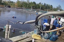 Đề nghị truy tố 19 người trong vụ ‘siêu trộm tôm’