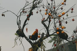 Khung cảnh “xứ sở sương mù” Sa Pa nhìn là muốn xách balo đi