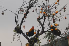 Khung cảnh “xứ sở sương mù” Sa Pa nhìn là muốn xách balo đi