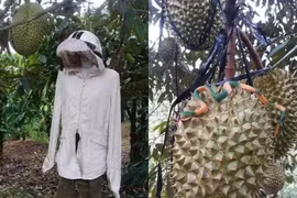 1001 cách chống trộm trái cây phải thốt lên “khó vậy cũng nghĩ ra“