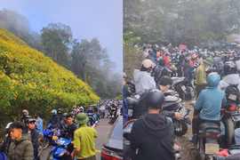 Dòng người đổ về săn hoa dã quỳ, Ba Vì “thất thủ“