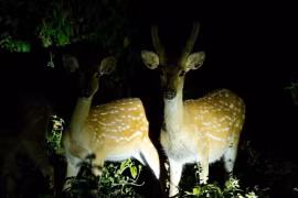 Trải nghiệm ngắm đom đóm và động vật hoang dã quý hiếm