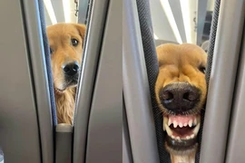 Cô gái nói không nên lời với “bạn đường” trên chuyến xe về quê