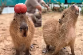 Cận cảnh “4 tân binh khủng long” của Thảo cầm viên Sài Gòn