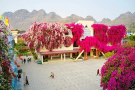 Ngôi trường mầm non đẹp như tranh vẽ với dàn hoa giấy khổng lồ